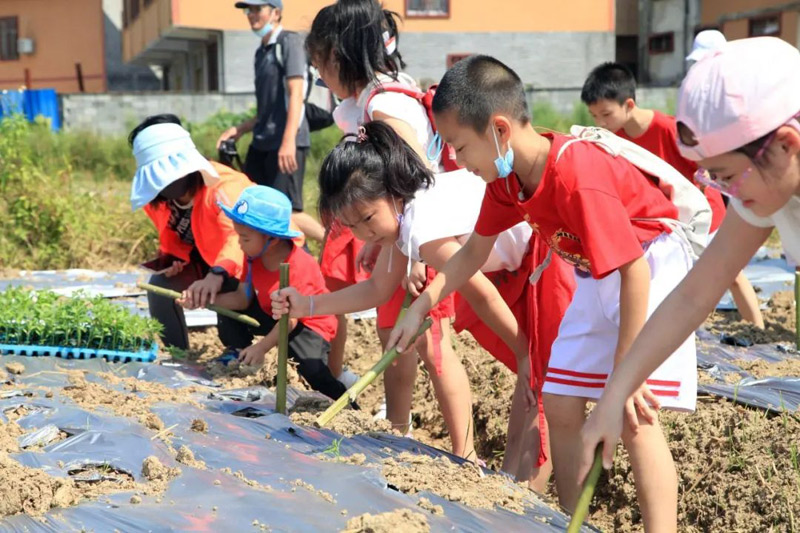 同学们在学习种植辣椒。