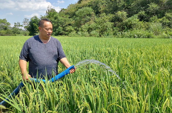 吉田村黨支部書記陸庚發在為村民澆灌水稻。