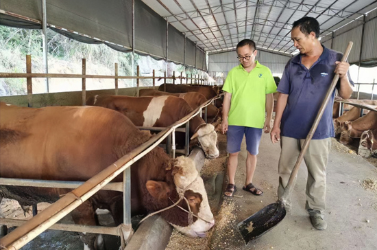 灌陽縣科技特派員在文市鎮王道村指導村民肉牛養殖技術