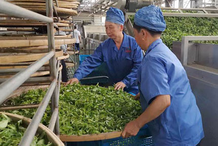 西林：小小加工廠 撬動大振興近年來，西林縣把茶產業發展作為推動鄉村振興的主導產業，以生產加工、品牌打造、茶園旅游等發展思路，使茶產業經濟活力不斷釋放，茶旅融合發展得到了不斷深化。【詳細】 