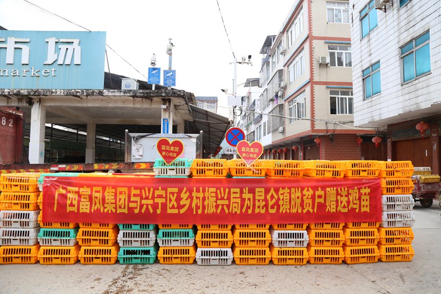 图为昆仑镇“户企共营”参与户鸡苗发现场。兴宁区农业农村局供图