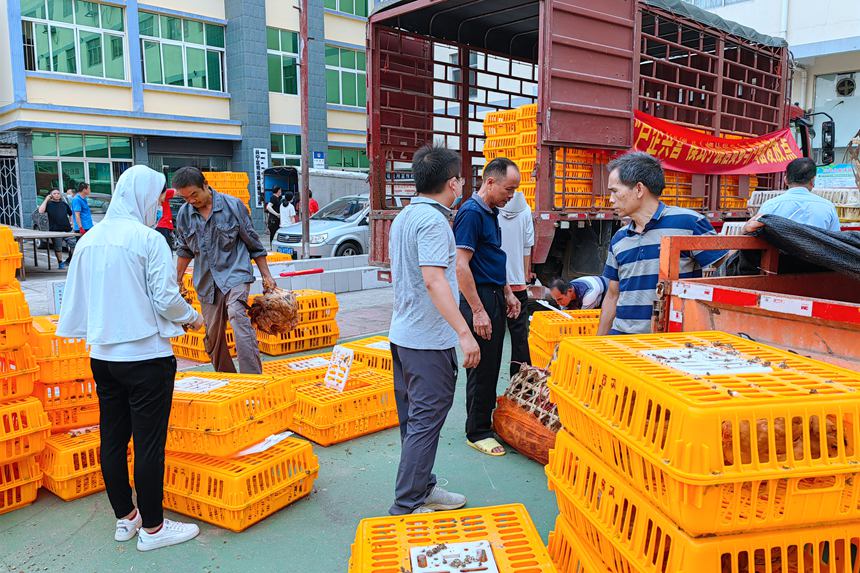 图为五塘镇“户企共营”参与户鸡苗发放现场。兴宁区农业农村局供图
