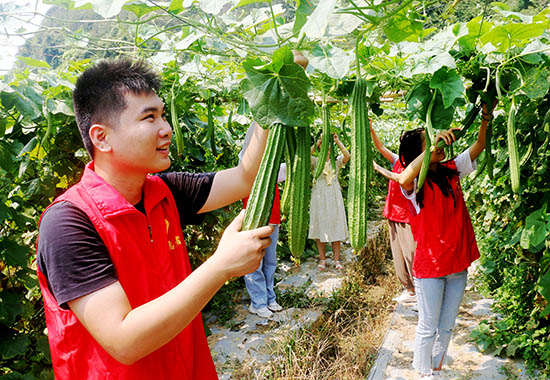 燕塘镇志愿者帮助基地采摘蔬菜。廖超文摄