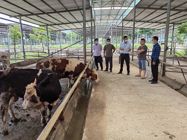 图为近日，宁明县纪检监察干部在城中镇下州村养牛项目基地走访核实养殖情况