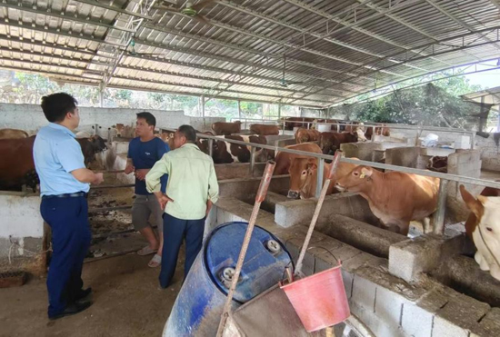 “金融村官”上门了解肉牛养殖户情况。郑植摄