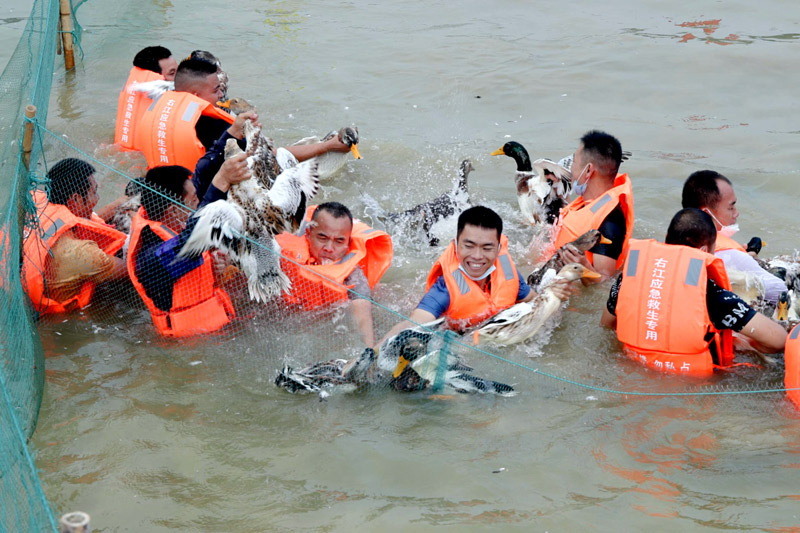 游客参与抓鸭子活动。