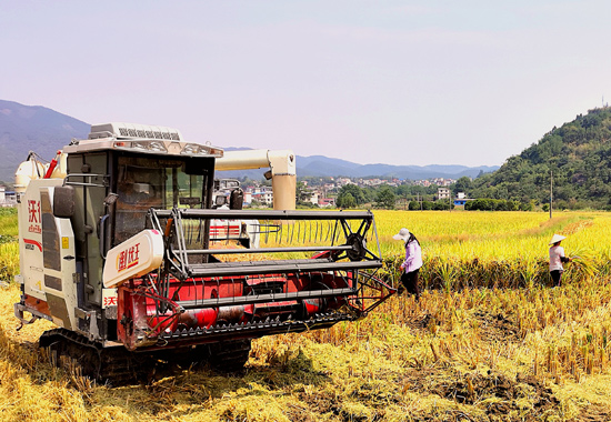 灌陽鎮上王村農民在收割中稻。陸仕臣攝