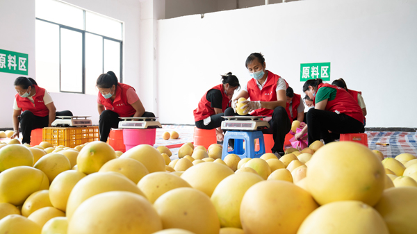 工人对香柚进行称重打包。