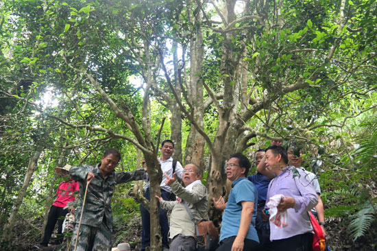 自治区专家正在对千年茶树进行鉴定。吴泽锐摄
