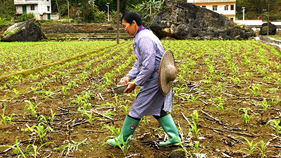 大化：科学种植推进绿色玉米高质高效生产