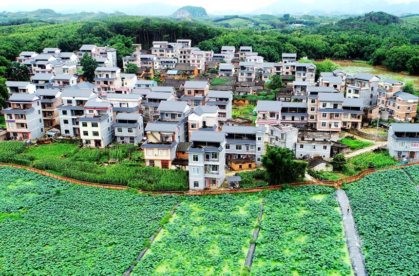 平桂區“藕蓮天下”水生蔬菜核心示范區一景。