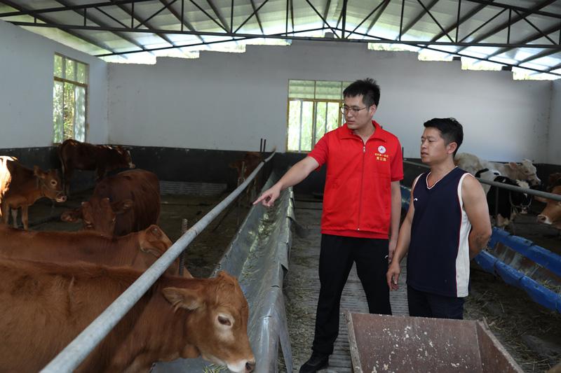河池学院定点帮扶村英豪村香牛产业。