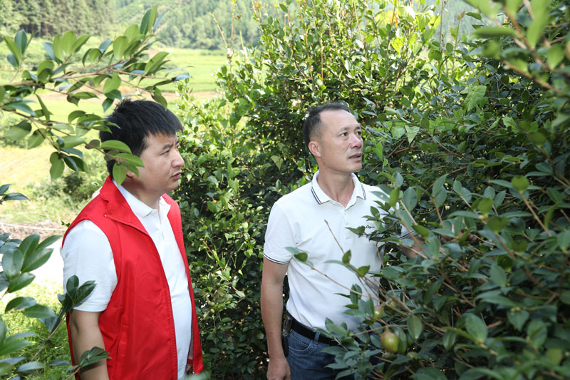 河池学院定点帮扶村五圩村油茶产业。