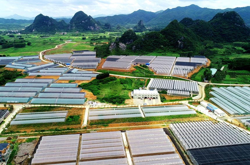 平桂區大力發展特色農業產業助推鄉村振興