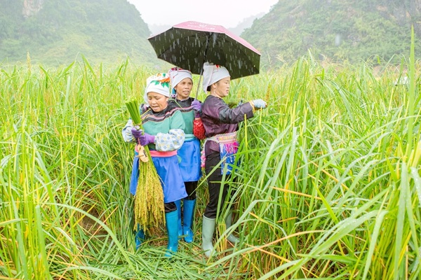 那佐苗族乡平别村平别屯群众在雨中采收糯谷稻穗。李世华摄