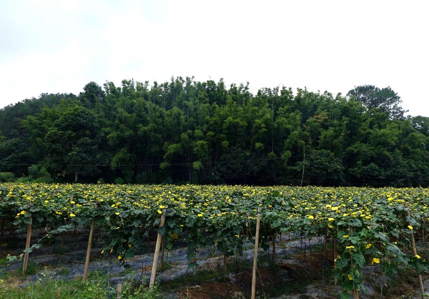 南沙苹果丝瓜种植基地景观。梁铁摄