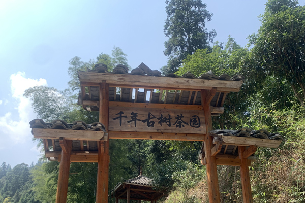 千年古茶园。苏建波摄