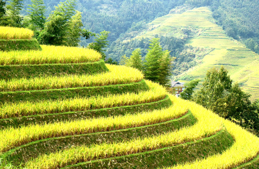 金黃色的稻谷鋪滿整個梯田。