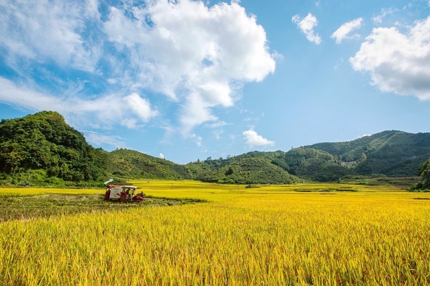村民驾驶收割机在金黄的冷水香稻田间穿梭收割。李世华摄