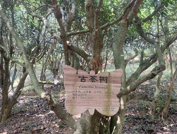 古樹茶。