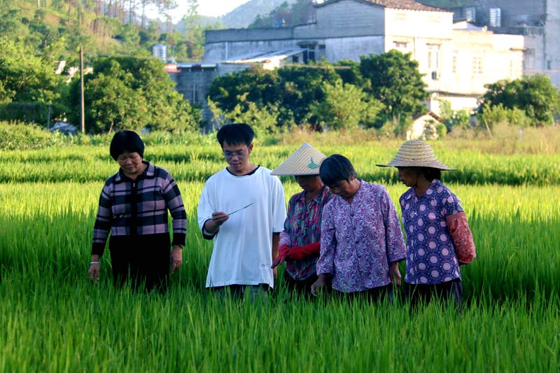 知稻公司农技人员（左二）正在传授水稻管护技术。黄红丽摄