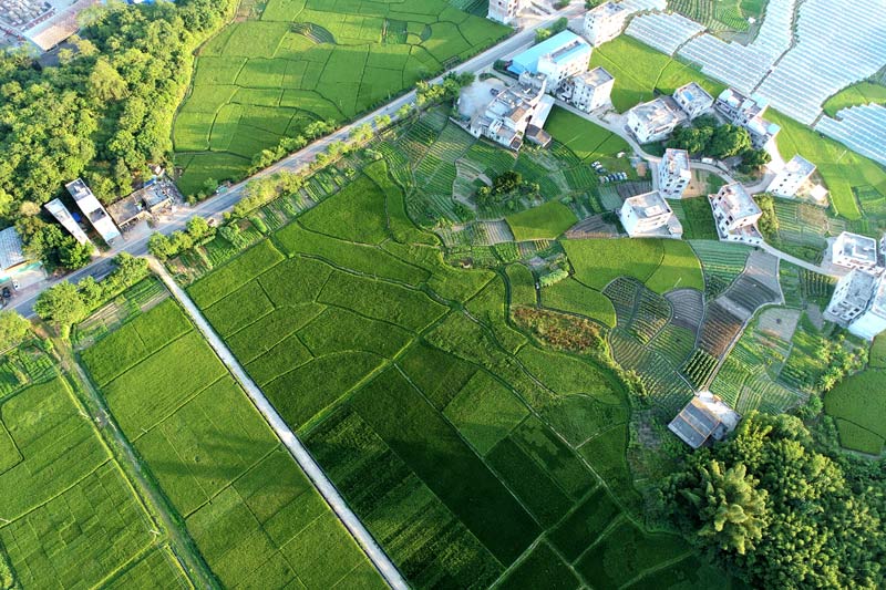 绿色的稻田与民居构成了一幅如诗如画的田园风光。黄红丽摄