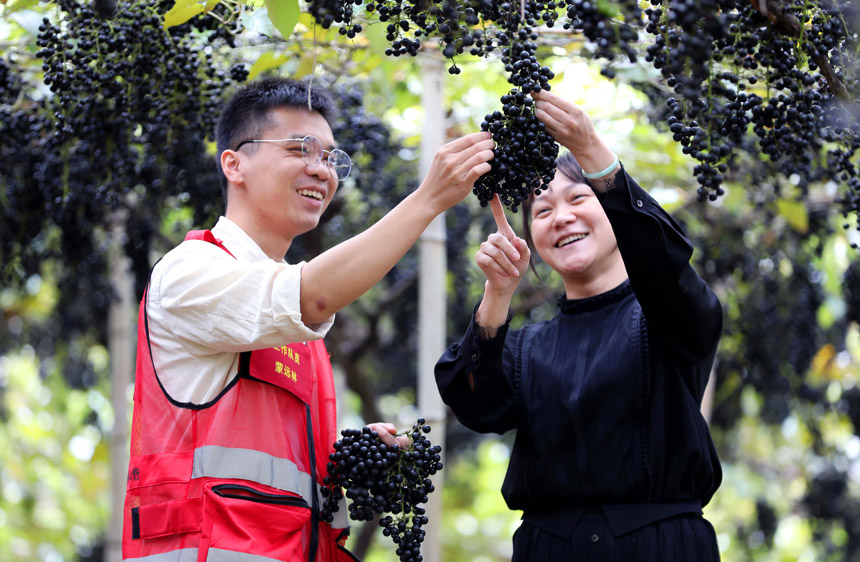 在葡萄园里，当地干部群众正在采摘山葡萄。