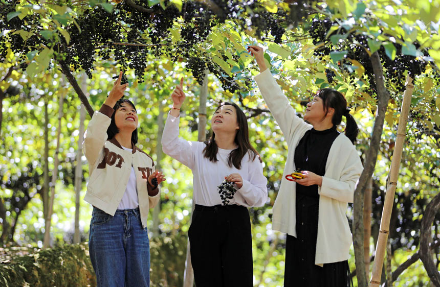在融安县大坡乡六局村古望屯葡萄园里，游客正在采摘山葡萄。