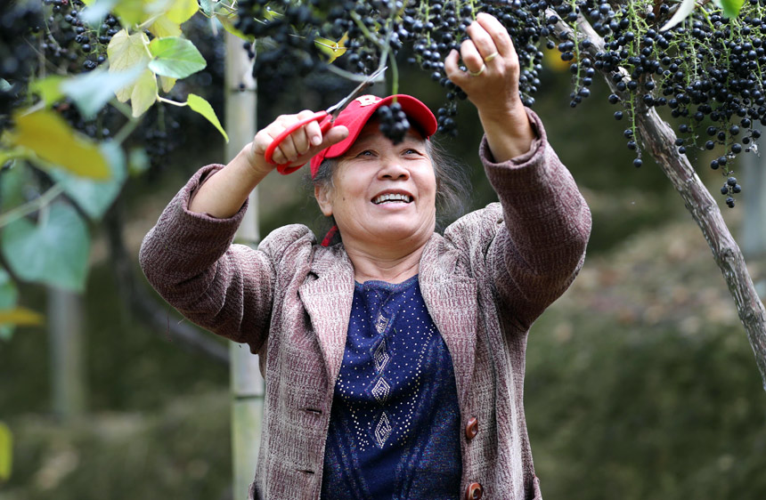 群众正在采摘山葡萄。