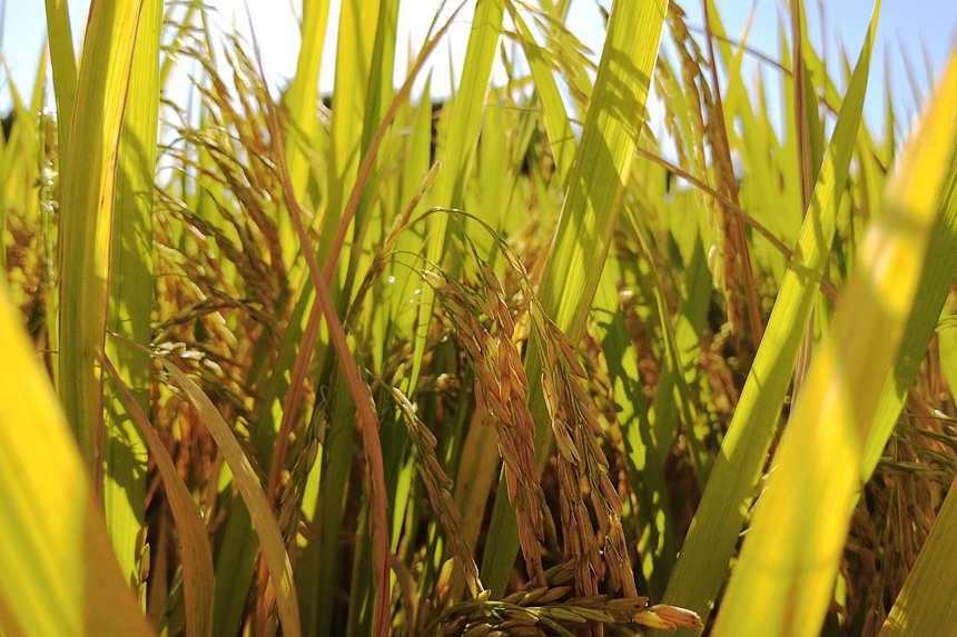 稻穗生長繁茂，隨風搖曳，稻香四溢。黃小倩攝