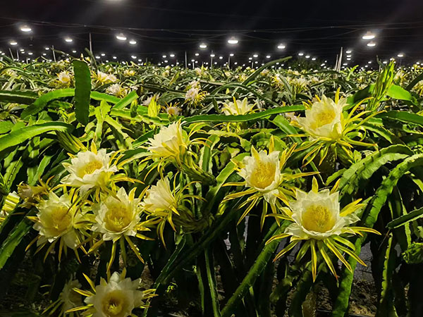 基地为火龙果进行夜间补光。浦北县委宣传部