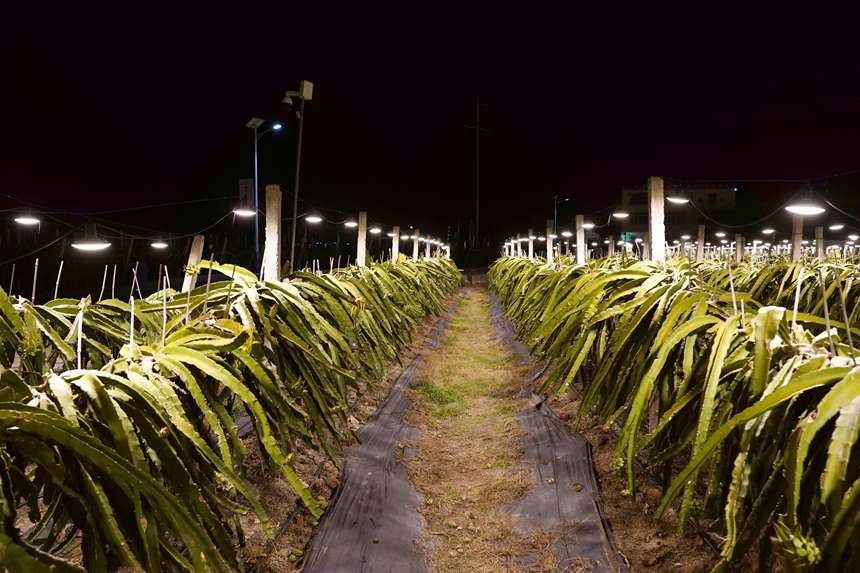 夜间，灯光下的火龙果种植基地。陈洁儀摄