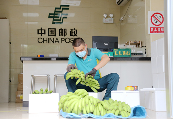 打包、寄递香蕉，助农增收。方平摄