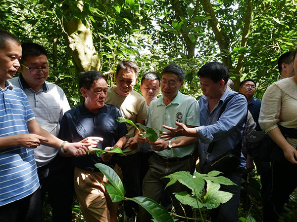 专家们在研究古茶树叶。邓意辉摄