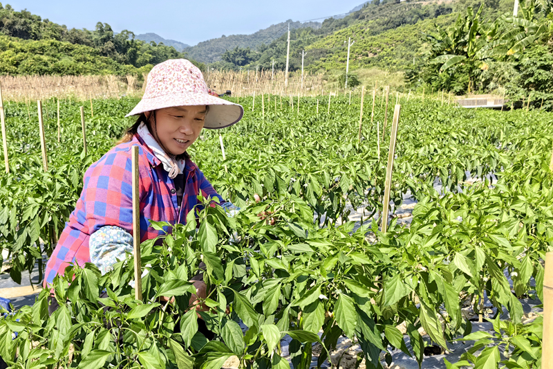 村民正在管护辣椒生长情况。