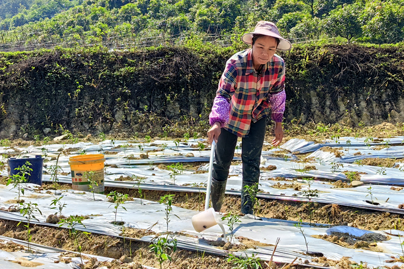 给蔬菜施肥。