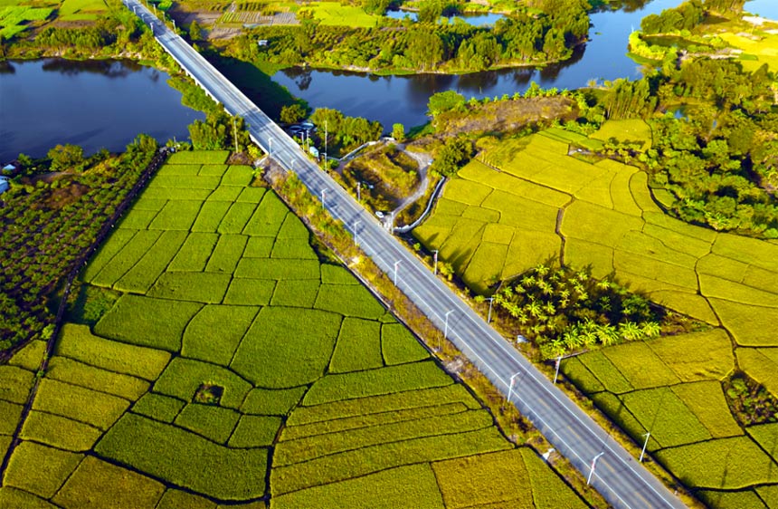 道路两旁的金色稻田。平南融媒体中心供图