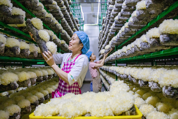 工人正在银耳出菇车间采摘银耳。龙州北部湾公司供图
