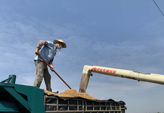 工人将采收的新鲜稻谷装车。东兴市融媒体中心供图