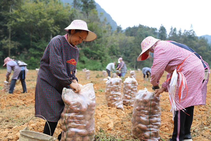 村民正在地里收红薯。东兰县融媒体中心供图