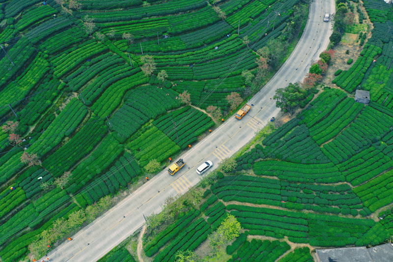 241国道穿过昭平县西坪茶园的路（潘建川 摄） (1)