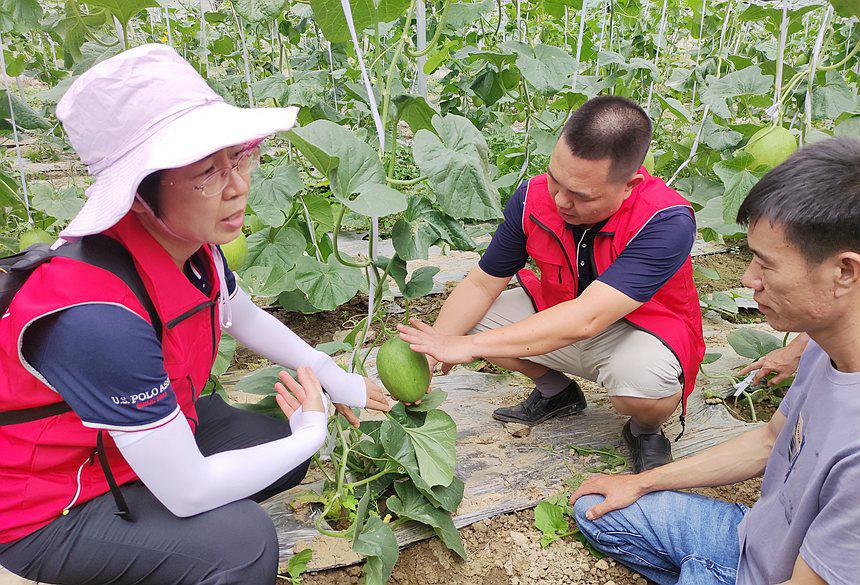 广西田林县科技特派团蔬菜产业组专家指导大棚香瓜种植