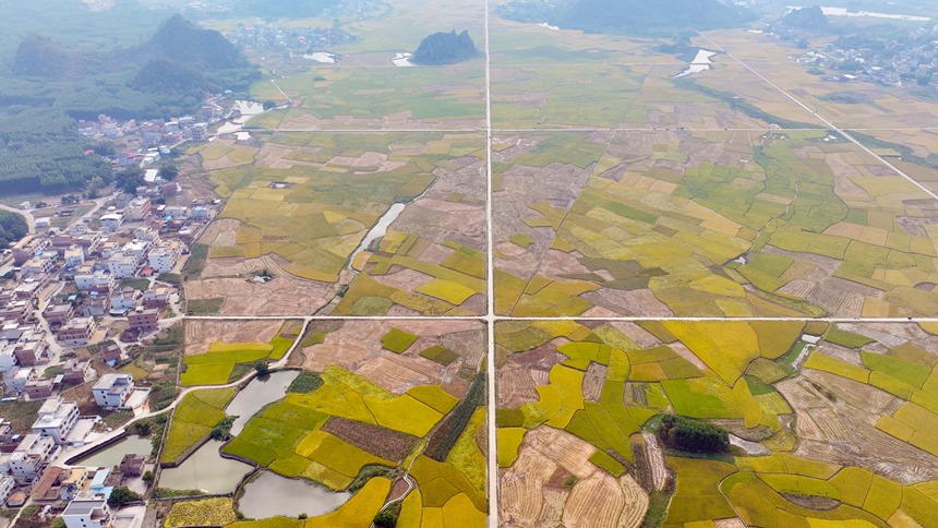 覃塘區水稻產業聯營體示范基地。