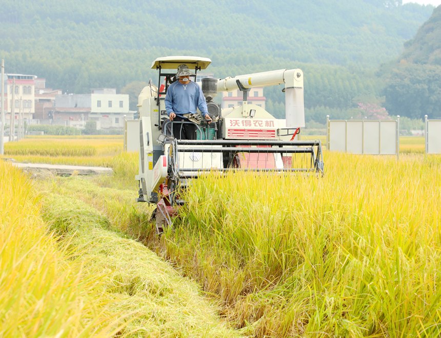 收割机正在收割稻谷。