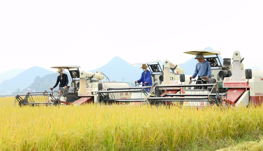 收割机正在收割稻谷。