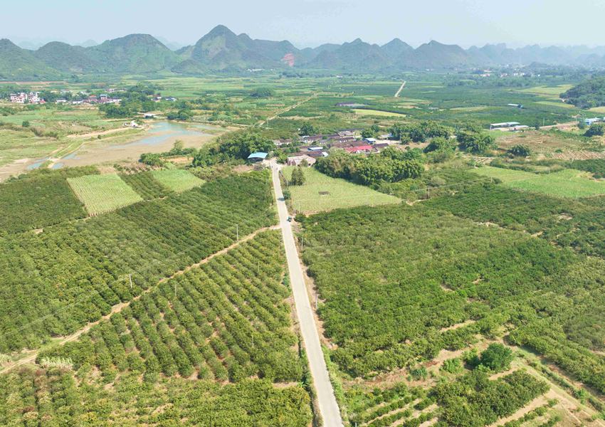 柳城华侨农场桔园。汤晓逵摄