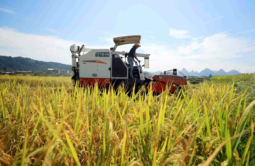 村民駕駛著收割機在田間收割晚稻。