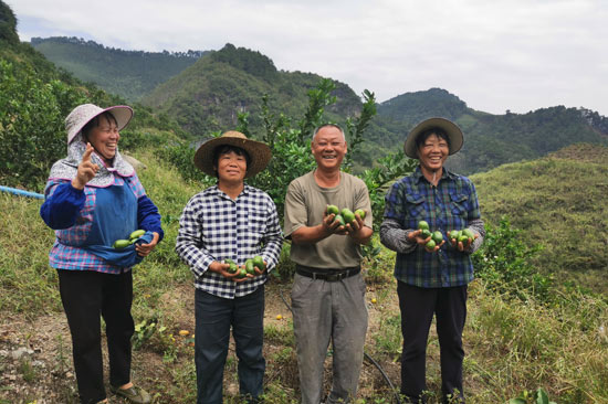 大新县福隆乡香水柠檬种植基地喜获丰收的喜悦