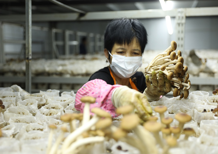 工作人员在食用菌基地采菇。黄玉春摄