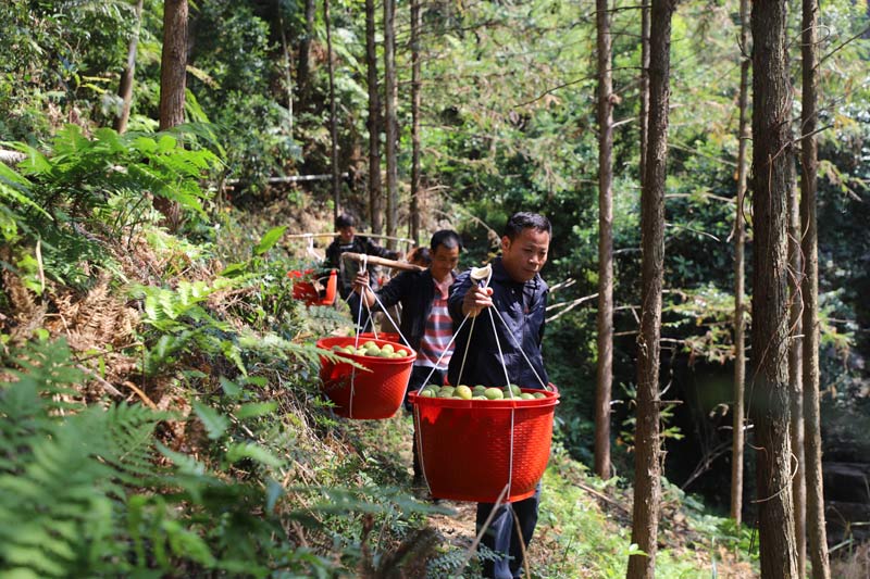 村民在挑運羅漢果。
